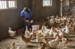 拉白痢、喜臥、腿瘸等大腸桿菌現(xiàn)象層出不窮？