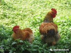 夏季高溫解暑抗應(yīng)激解決腸道菌群紊亂！！