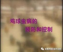 夏季球蟲到底該怎么預(yù)防治療？都在這里！