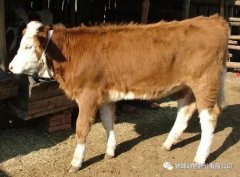 肥牛養(yǎng)殖過程中存在的問題，應(yīng)該如何進行解決