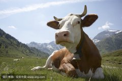 肥牛養(yǎng)殖過程中存在的問題，以及解決的方法。