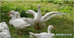 怎么治療鵝痛風(fēng)問(wèn)題？快進(jìn)來(lái)看看！