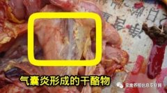 家禽氣囊炎其實(shí)不難治，找對(duì)方法最重要！