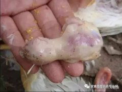 肉雞最頭疼的還是腺肌胃炎，到底該怎么解決？